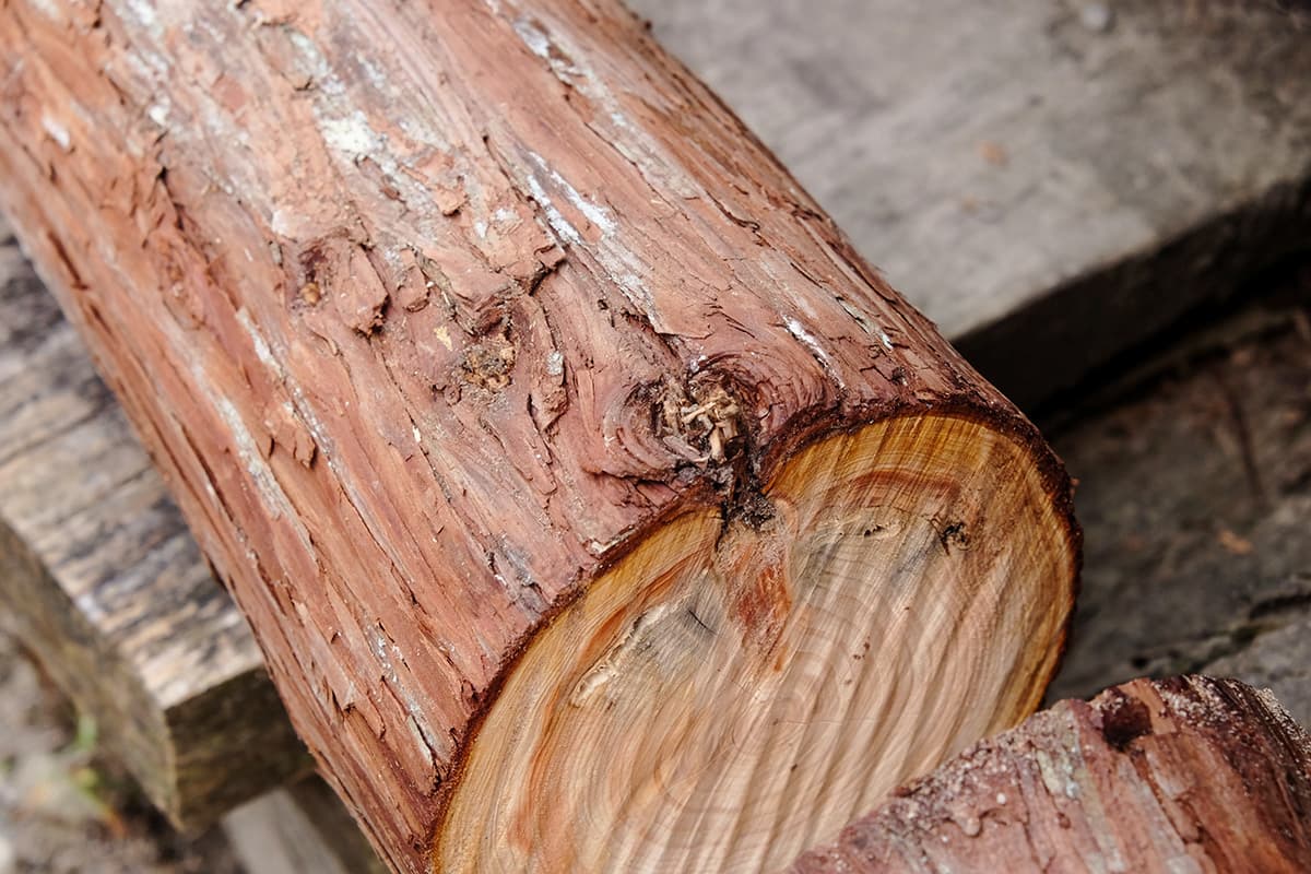 枝虫材どうやってできる?