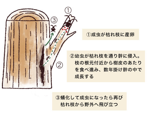 枝虫材どうやってできる?