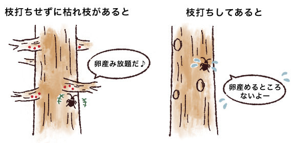 枝虫材が増えてきた原因は?