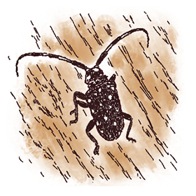 イラスト カミキリムシ