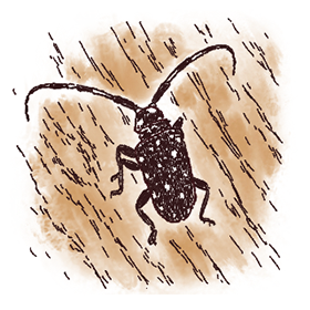 イラスト カミキリムシ